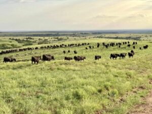 black cows in pasture