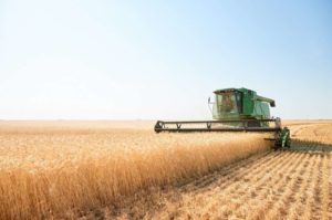 combine harvesting wheat