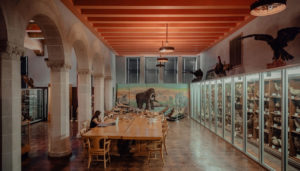 interior of a natural history museum