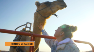 a woman petting a camel at Bradt's Menagerie